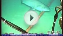 Google Protects Its Undersea Fiber Optic Cables From Sharks